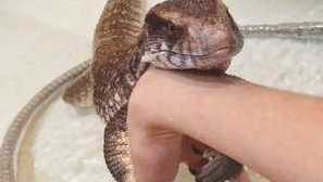 Ako sa starať a v akých podmienkach na udržanie domácej jašterica